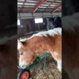 『オスカル君』の画像