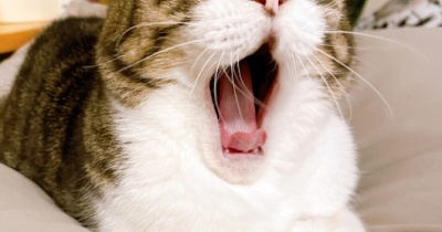 猫の隣で。