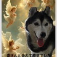 アイビーから有り難うございました💓🐶💓