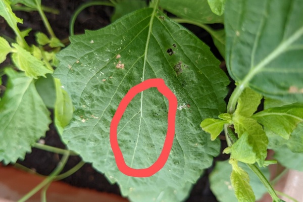 超初心者のベランダ菜園計画