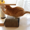 お気に入りを使いたい猫。