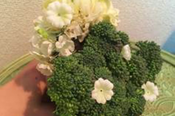 プランター菜園をやってみよう 会社の屋上 で 収穫を目指す 会社員の熱き戦い 16