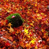 『2025『越畑ふるさと村』哀愁漂う風景❸ 岡山県苫田郡鏡野町』の画像