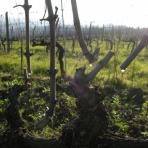 大地の住人  ヴィンチの丘で