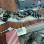 にゃんズの母（認知症と猫とわたし）