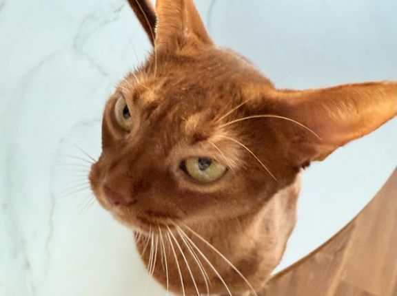 朝の抱っこ渋滞