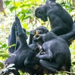 ハントー×ハンノー