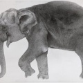 琴塚吉太朗 ― 鉛筆で命を描く動物画家　複製作品をお取り扱いいたします。