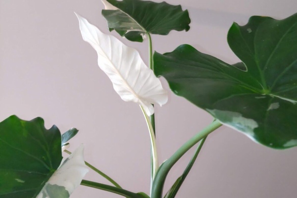 アロカシア　サンデリアナ　ブルーオーレア　斑入り アロカシア サンデリアナ ブルーオーレア 斑入り - メルカリ