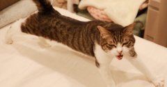 寝室から出ない猫。