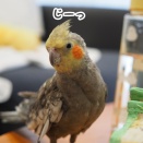 ニューに観察される