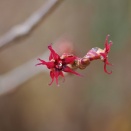 ハートの葉っぱのエイリアン・・・マルバノキ