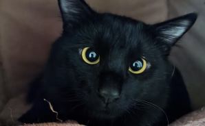 こちらを見つめる黒猫モクちゃん