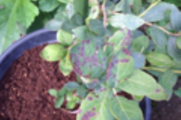 ヒャクショウ大魔王の大冒険 ブルーベリー