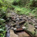 横小路道　ニリンソウ