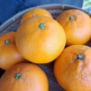 初❗️せとか届きました🍊