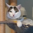 猫は思ったとおりにいってくれない。と、ピンクドレスのプレート作りました。