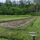 ミニ田んぼの田起し　４月２９日
