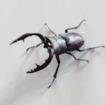 車屋の店長ののんきな一日