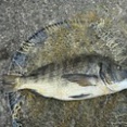 ８月２８日（木）の釣果