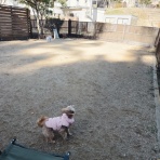 元保護犬 マルチーズとトイプードルの記録♪