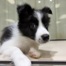 お店のワンちゃん紹介🐶