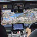 4月14日に富士桜自然墓地公園の桜
