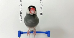 文鳥スーパーでお買い物