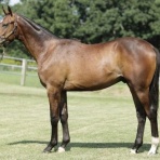 ねこパンチの一口馬主