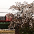 馬堀駅のしだれ桜