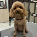 トリミング✂️