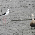 2025年7月15日の野鳥公園