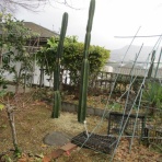 マツゴロウの山野草