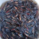 大物逃すも・・・　黒鯛釣果情報　2/18