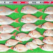 2025年11月17日　釣果