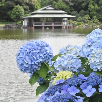 【清澄庭園】都会のオアシス♪紫陽花が彩る日本庭園で石・カメ・鳥に癒されました(･∀･)（記事下にPR含）