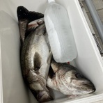 えなん爺の「人間万事塞翁が馬」