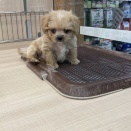 お店の子紹介🐕