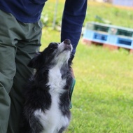 【犬のいる暮らし】６０歳からはやりたい放題だけどね♪