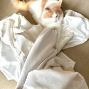 カーテンを洗おうとすると猫がついてくる！？