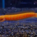 18月9日(金)熱帯魚入荷情報🐟