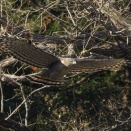 今日も低い所を飛んだクマタカ