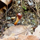 きのこを探してvol.８