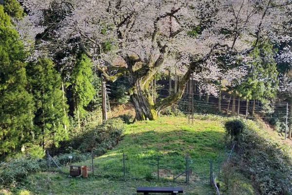 美都町へ行こう 桜