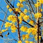 天然食材探しへ近くに気軽に出かけよう！