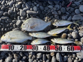 【画像】釣り行ってきたンゴ