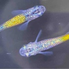 『メダカ・金魚入荷情報！』の画像