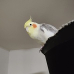 カズナル　～鳥達の襲撃