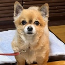 チャチャの爪切り・足毛切り