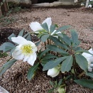 2/28のニワとちょっとそこまで